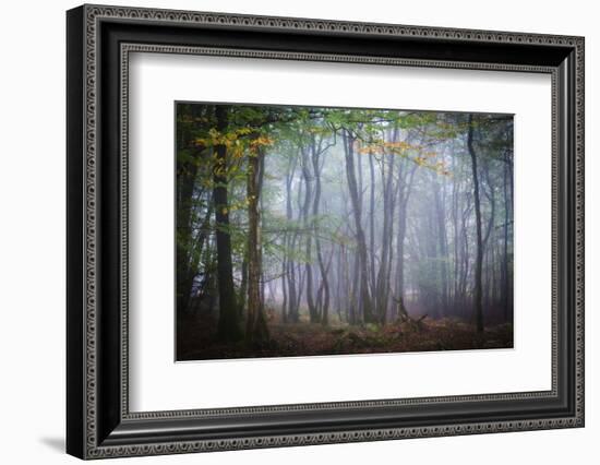 Autumn Foggy Forest Scene-Philippe Manguin-Framed Photographic Print