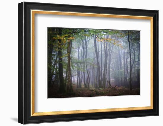 Autumn Foggy Forest Scene-Philippe Manguin-Framed Photographic Print