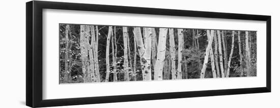 Autumn Foliage Acadia -Michael Hudson-Framed Art Print