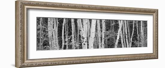 Autumn Foliage Acadia -Michael Hudson-Framed Art Print