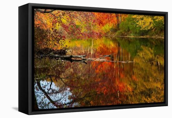 Autumn foliage along the Willimantic River, USA-Lynn M. Stone-Framed Premier Image Canvas