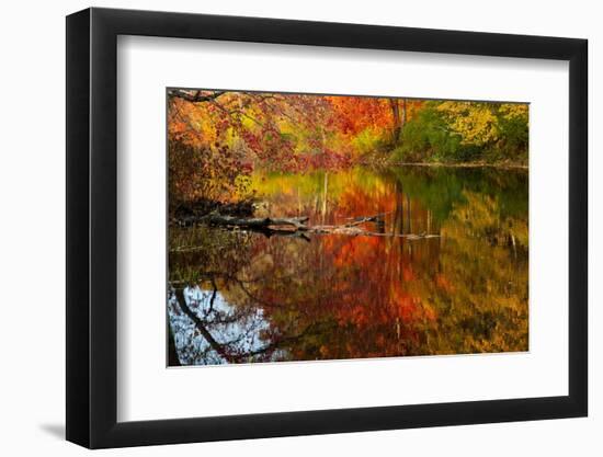 Autumn foliage along the Willimantic River, USA-Lynn M. Stone-Framed Photographic Print