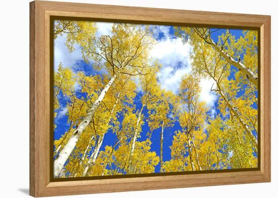 Autumn Foliage: Aspen Trees in Fall Colors-robert cicchetti-Framed Premier Image Canvas