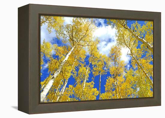 Autumn Foliage: Aspen Trees in Fall Colors-robert cicchetti-Framed Premier Image Canvas