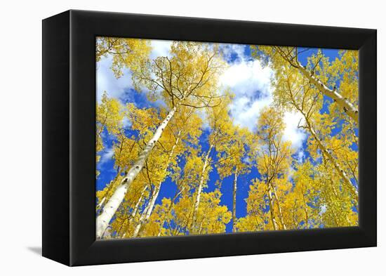 Autumn Foliage: Aspen Trees in Fall Colors-robert cicchetti-Framed Premier Image Canvas