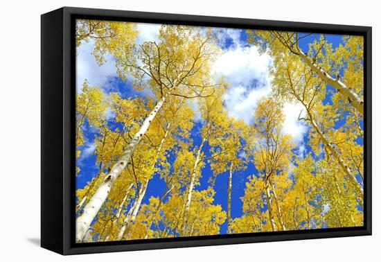 Autumn Foliage: Aspen Trees in Fall Colors-robert cicchetti-Framed Premier Image Canvas