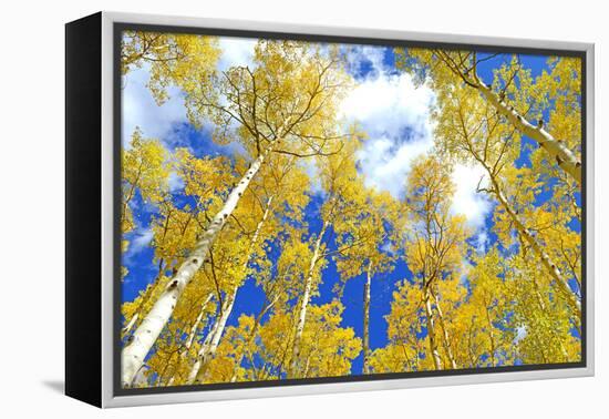 Autumn Foliage: Aspen Trees in Fall Colors-robert cicchetti-Framed Premier Image Canvas