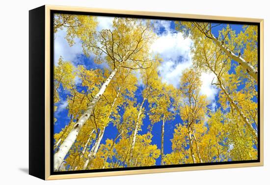 Autumn Foliage: Aspen Trees in Fall Colors-robert cicchetti-Framed Premier Image Canvas