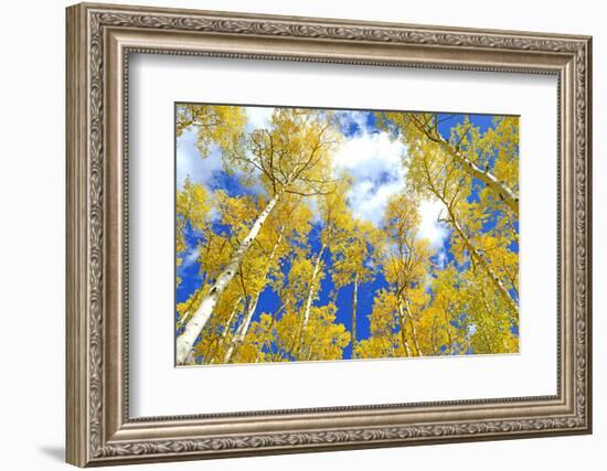 Autumn Foliage: Aspen Trees in Fall Colors-robert cicchetti-Framed Photographic Print