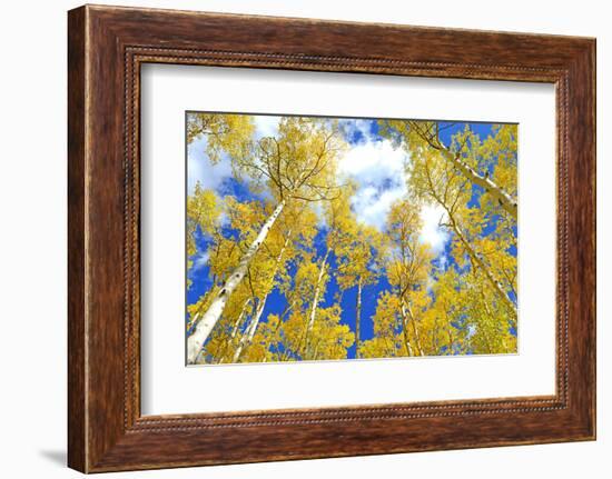 Autumn Foliage: Aspen Trees in Fall Colors-robert cicchetti-Framed Photographic Print