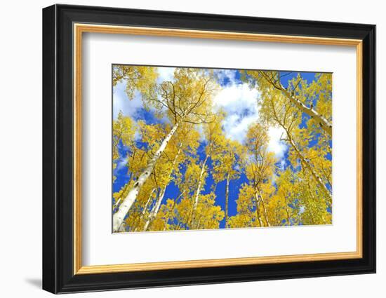 Autumn Foliage: Aspen Trees in Fall Colors-robert cicchetti-Framed Photographic Print