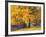 Autumn Foliage at Hoyt Arboretum-Darrell Gulin-Framed Photographic Print