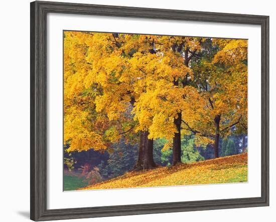 Autumn Foliage at Hoyt Arboretum-Darrell Gulin-Framed Photographic Print