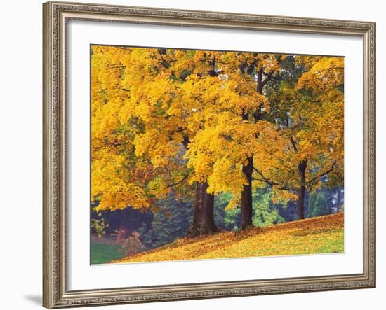 Autumn Foliage at Hoyt Arboretum-Darrell Gulin-Framed Photographic Print