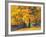 Autumn Foliage at Hoyt Arboretum-Darrell Gulin-Framed Photographic Print