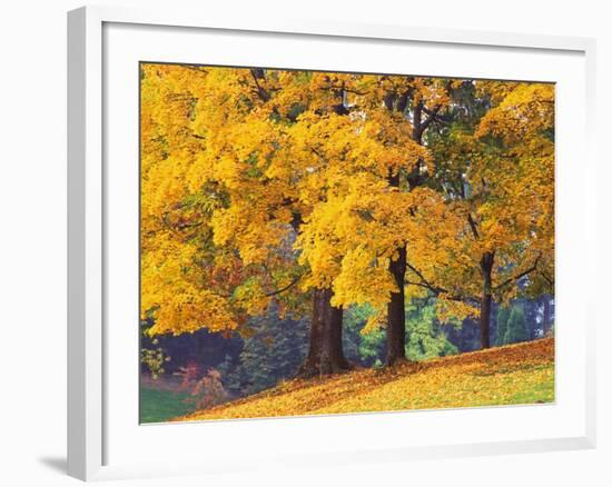 Autumn Foliage at Hoyt Arboretum-Darrell Gulin-Framed Photographic Print