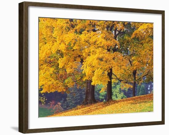 Autumn Foliage at Hoyt Arboretum-Darrell Gulin-Framed Photographic Print