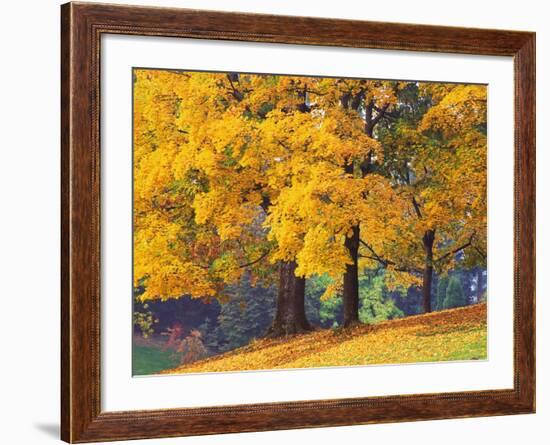 Autumn Foliage at Hoyt Arboretum-Darrell Gulin-Framed Photographic Print