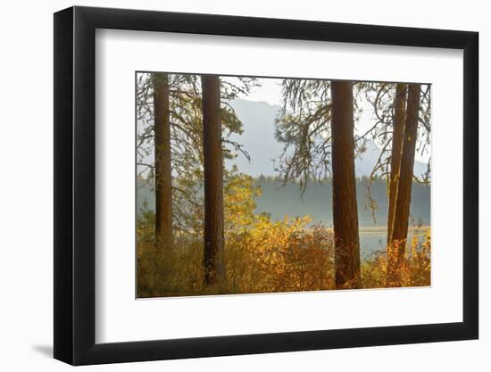 Autumn foliage, Fish Lake, Wenatchee National Forest, Washington State, USA-Michel Hersen-Framed Photographic Print