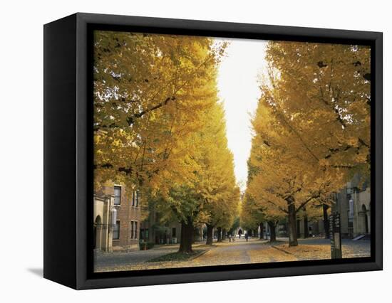 Autumn Foliage, Ginkgo Trees, Tokyo University, Tokyo, Japan-Steve Vidler-Framed Premier Image Canvas