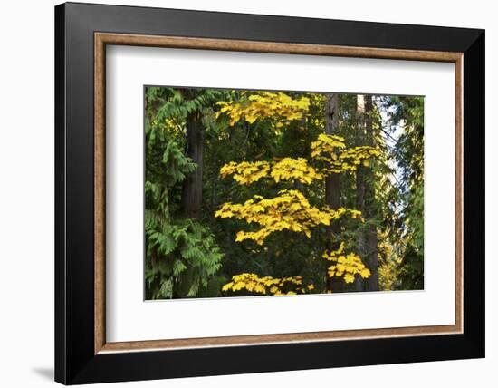 Autumn foliage, Lake Wenatchee Area, Wenatchee National Forest, Washington State, USA-Michel Hersen-Framed Photographic Print