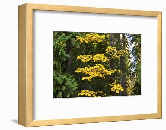 Autumn foliage, Lake Wenatchee Area, Wenatchee National Forest, Washington State, USA-Michel Hersen-Framed Photographic Print