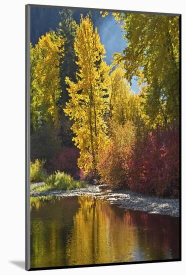 Autumn foliage, Nason Creek Area, Wenatchee National Forest, Washington State, USA-Michel Hersen-Mounted Photographic Print