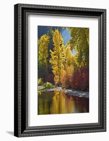 Autumn foliage, Nason Creek Area, Wenatchee National Forest, Washington State, USA-Michel Hersen-Framed Photographic Print