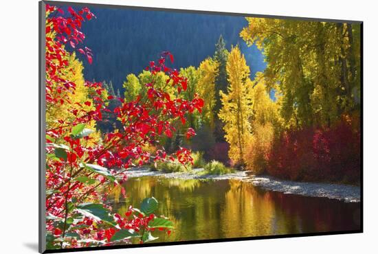 Autumn foliage, Nason Creek Area, Wenatchee National Forest, Washington State, USA-Michel Hersen-Mounted Photographic Print