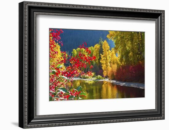 Autumn foliage, Nason Creek Area, Wenatchee National Forest, Washington State, USA-Michel Hersen-Framed Photographic Print