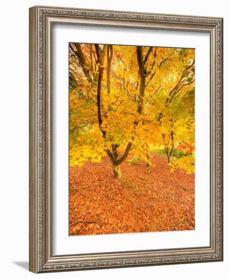 Autumn Foliage of Japanese Maple (Acer) Tree, England, Uk-Jon Arnold-Framed Photographic Print