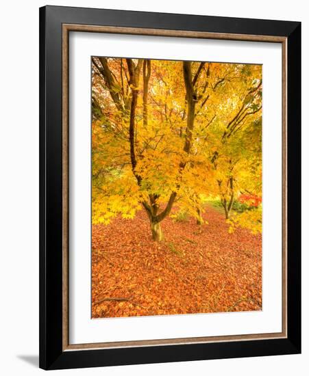 Autumn Foliage of Japanese Maple (Acer) Tree, England, Uk-Jon Arnold-Framed Photographic Print