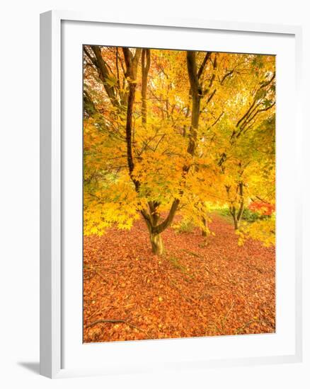 Autumn Foliage of Japanese Maple (Acer) Tree, England, Uk-Jon Arnold-Framed Photographic Print