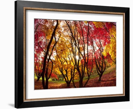 Autumn Foliage of Japanese Maple (Acer) Tree, England, Uk-Jon Arnold-Framed Photographic Print