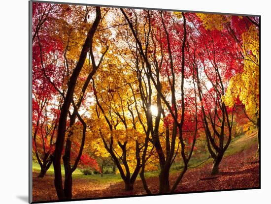 Autumn Foliage of Japanese Maple (Acer) Tree, England, Uk-Jon Arnold-Mounted Photographic Print