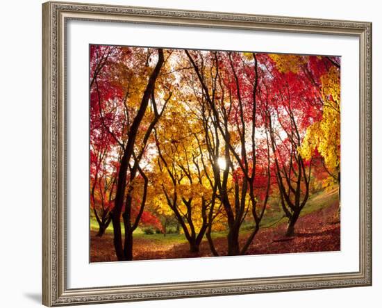 Autumn Foliage of Japanese Maple (Acer) Tree, England, Uk-Jon Arnold-Framed Photographic Print