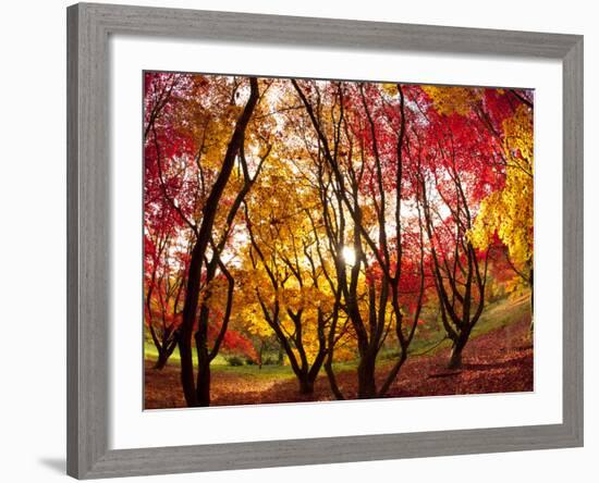 Autumn Foliage of Japanese Maple (Acer) Tree, England, Uk-Jon Arnold-Framed Photographic Print