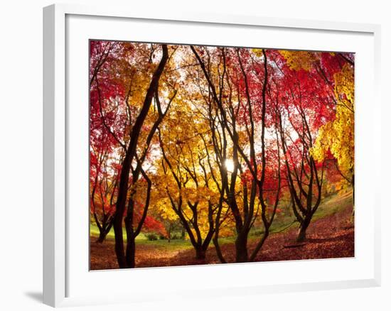 Autumn Foliage of Japanese Maple (Acer) Tree, England, Uk-Jon Arnold-Framed Photographic Print