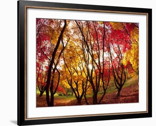 Autumn Foliage of Japanese Maple (Acer) Tree, England, Uk-Jon Arnold-Framed Photographic Print