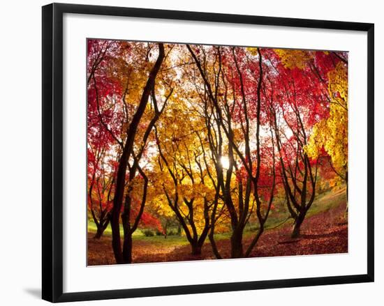 Autumn Foliage of Japanese Maple (Acer) Tree, England, Uk-Jon Arnold-Framed Photographic Print