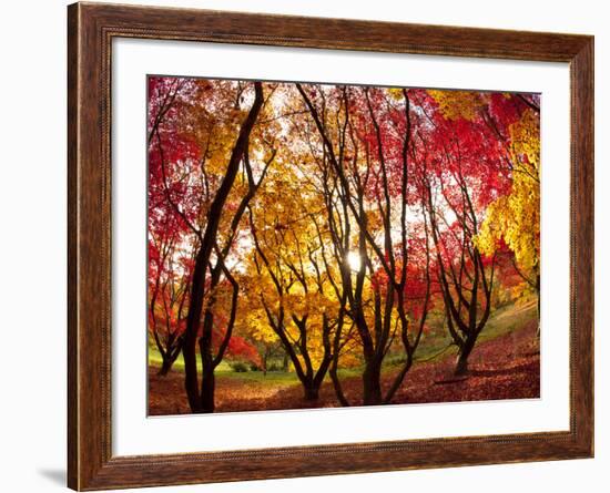 Autumn Foliage of Japanese Maple (Acer) Tree, England, Uk-Jon Arnold-Framed Photographic Print