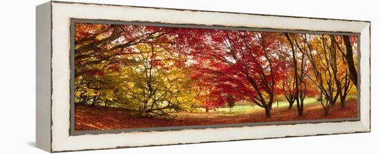 Autumn Foliage of Japanese Maple (Acer) Tree, England, Uk-Jon Arnold-Framed Premier Image Canvas