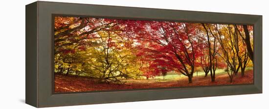 Autumn Foliage of Japanese Maple (Acer) Tree, England, Uk-Jon Arnold-Framed Premier Image Canvas