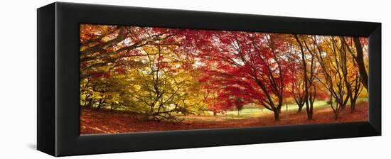 Autumn Foliage of Japanese Maple (Acer) Tree, England, Uk-Jon Arnold-Framed Premier Image Canvas