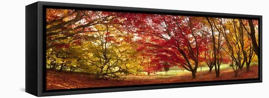 Autumn Foliage of Japanese Maple (Acer) Tree, England, Uk-Jon Arnold-Framed Premier Image Canvas