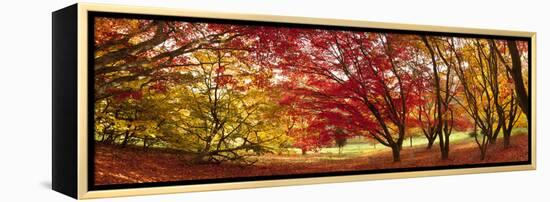 Autumn Foliage of Japanese Maple (Acer) Tree, England, Uk-Jon Arnold-Framed Premier Image Canvas