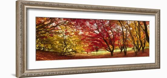 Autumn Foliage of Japanese Maple (Acer) Tree, England, Uk-Jon Arnold-Framed Photographic Print