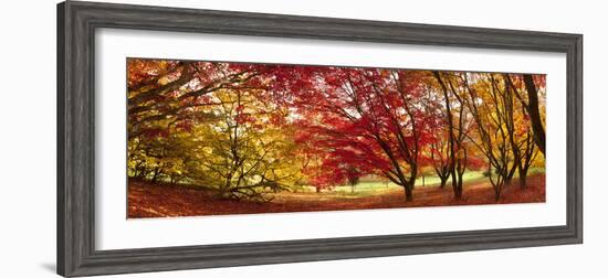 Autumn Foliage of Japanese Maple (Acer) Tree, England, Uk-Jon Arnold-Framed Photographic Print