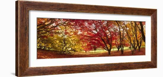 Autumn Foliage of Japanese Maple (Acer) Tree, England, Uk-Jon Arnold-Framed Photographic Print