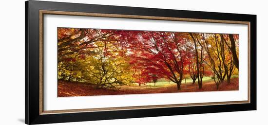 Autumn Foliage of Japanese Maple (Acer) Tree, England, Uk-Jon Arnold-Framed Photographic Print